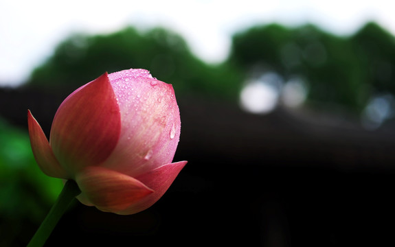 芙蓉雨思