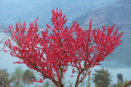 成都龙泉桃花最红