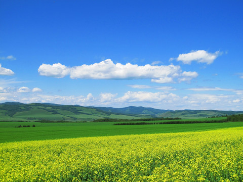 希望的田野