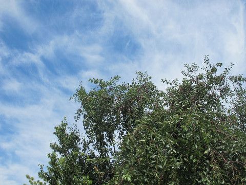 樱桃树的夏天