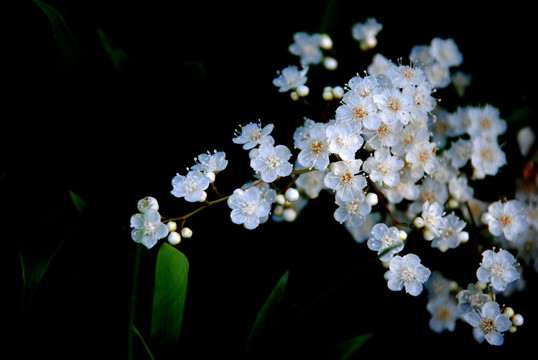 白色碎花