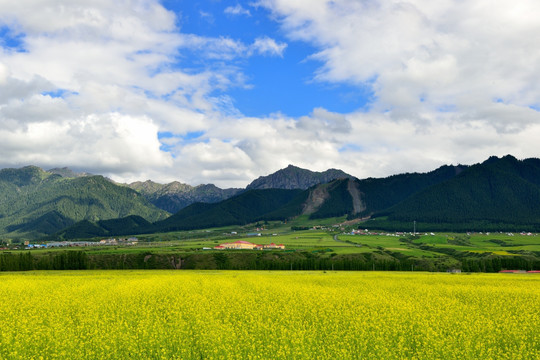 油菜花