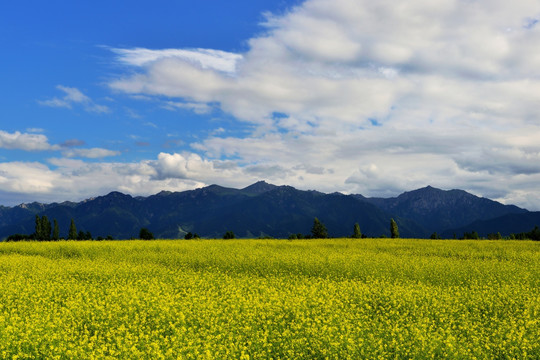 油菜花