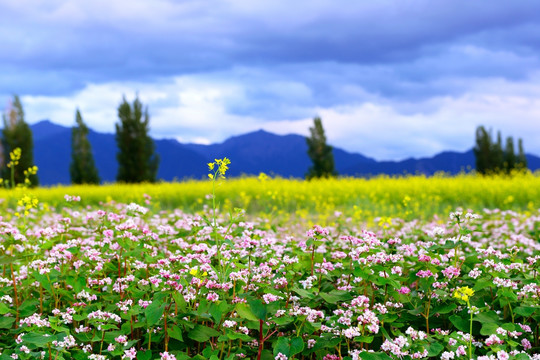 油菜花