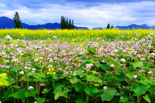 油菜花