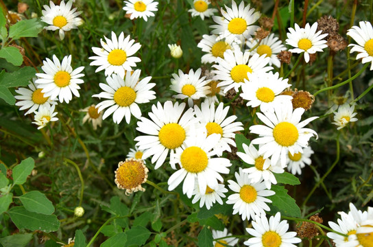 非洲菊 小白花 小太阳花 花朵