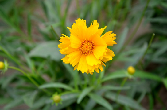 金盏花 金盏菊 黄金盏 长生菊