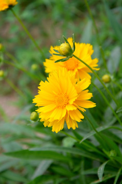 金盏花 金盏菊 黄金盏 长生菊