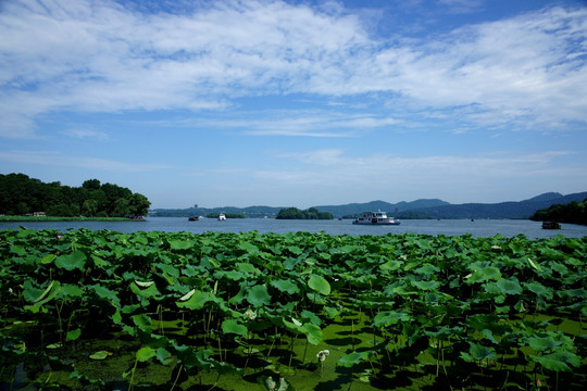 西湖风景 荷花