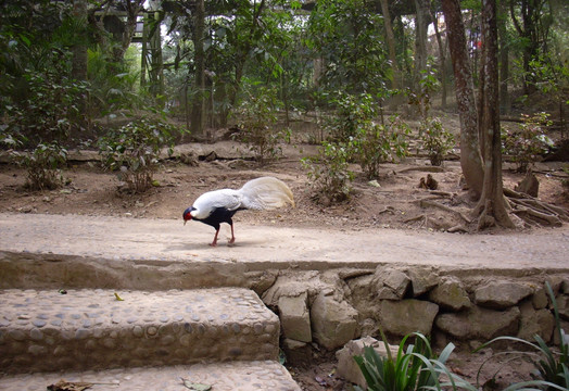 野鸡 山鸡