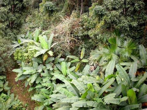 西双版纳热带雨林植物群落