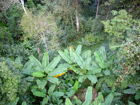 西双版纳热带雨林植物群落