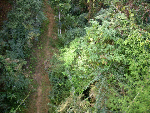 热带雨林 林间小路