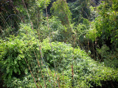 热带雨林里的竹子
