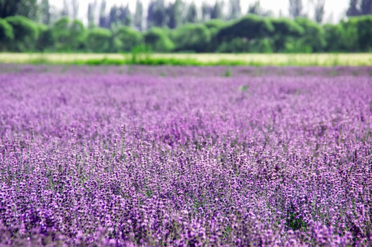 薰衣草与麦田