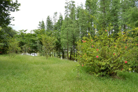 番禺大夫山森林公园 广州番禺景