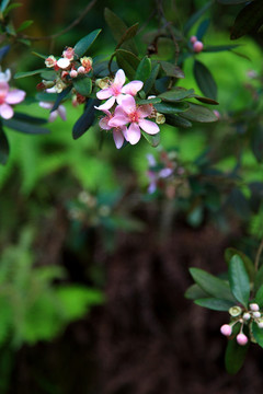 山里的野花