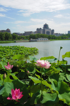 清水芙蓉 北京西客站