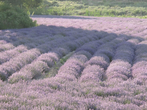 薰衣草花垄