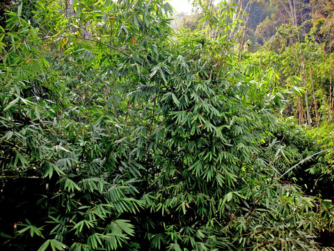 热带丛林里的竹子