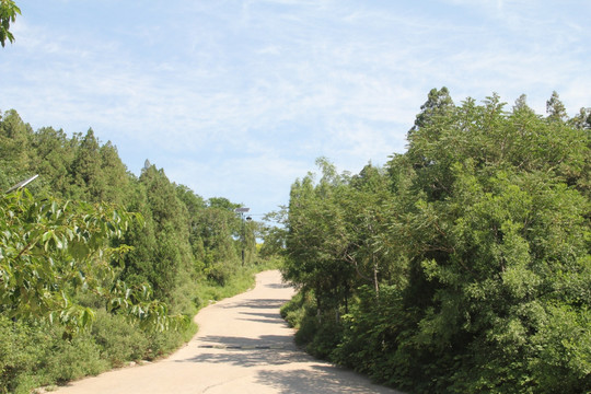 济南千佛山林荫道