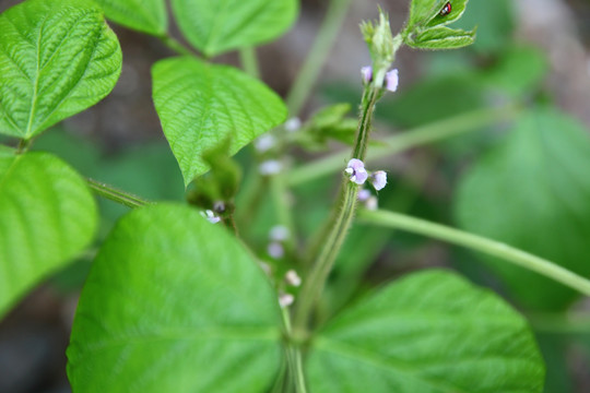 毛豆花