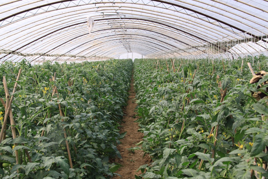 大棚番茄栽培
