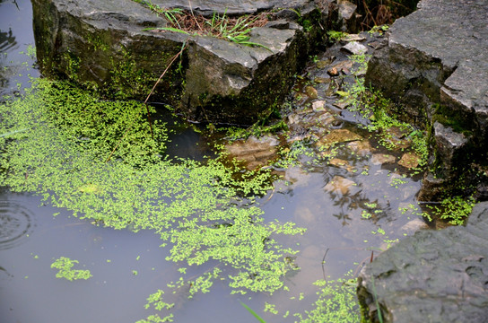 溪水 山水 石头 流水 绿色植