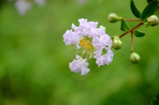 紫薇花 满堂红 饱饭花 猴刺脱