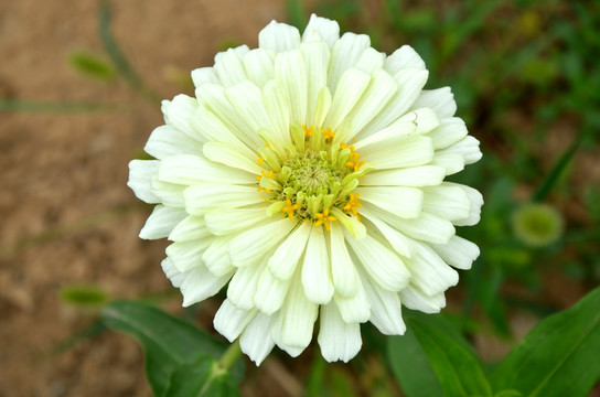 金盏花 金盏菊 黄金盏 长生菊