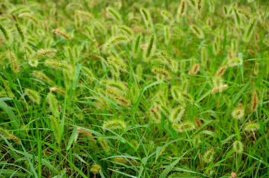 狗尾巴草 狗尾草  绿狗尾草