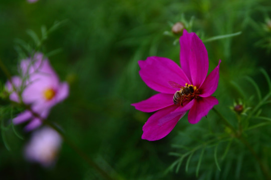 格桑花