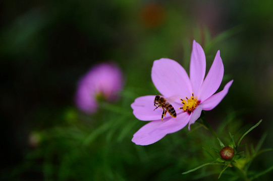 格桑花