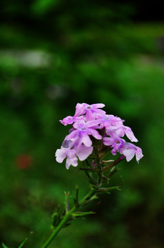 紫色小花 马缨丹