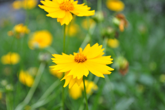 小黄花 皇帝菊 野菊花