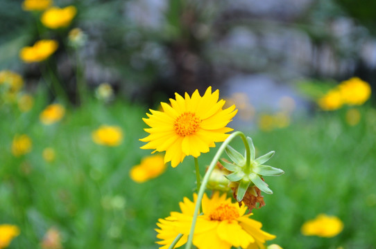 小黄花 皇帝菊 野菊花