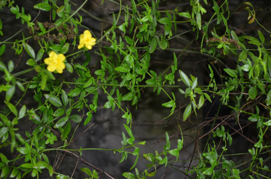 星果藤 小黄花