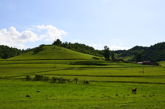 草原牧场