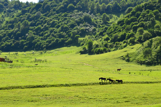 草原牧场