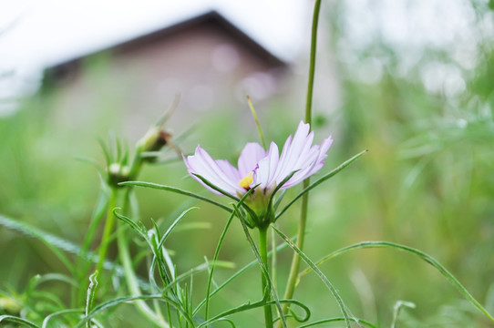 格桑花 波斯菊