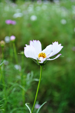 格桑花 波斯菊