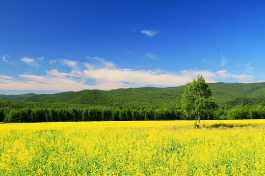 田野油菜花