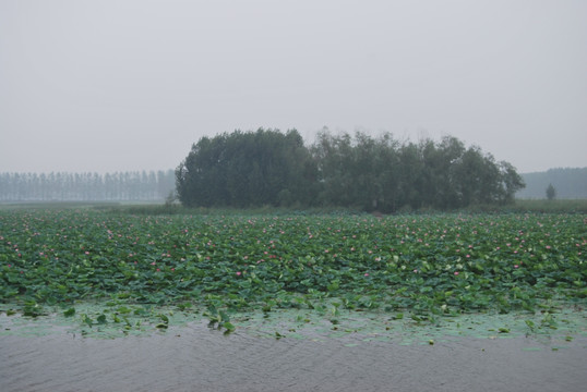 山东 微山湖 景致