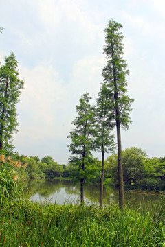 杭州西溪湿地