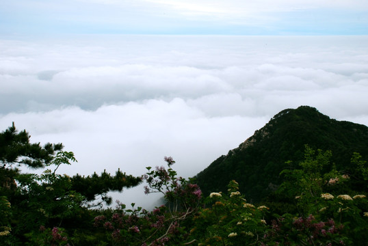 泰山 云海 泰山云海