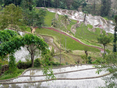 梯田 水田 田园风光