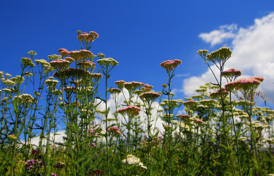 百里花