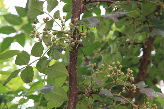 花椒树