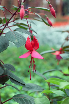 燈籠花