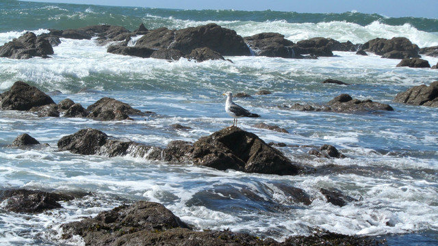 大海礁石 海鸟